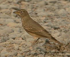 Desert Lark