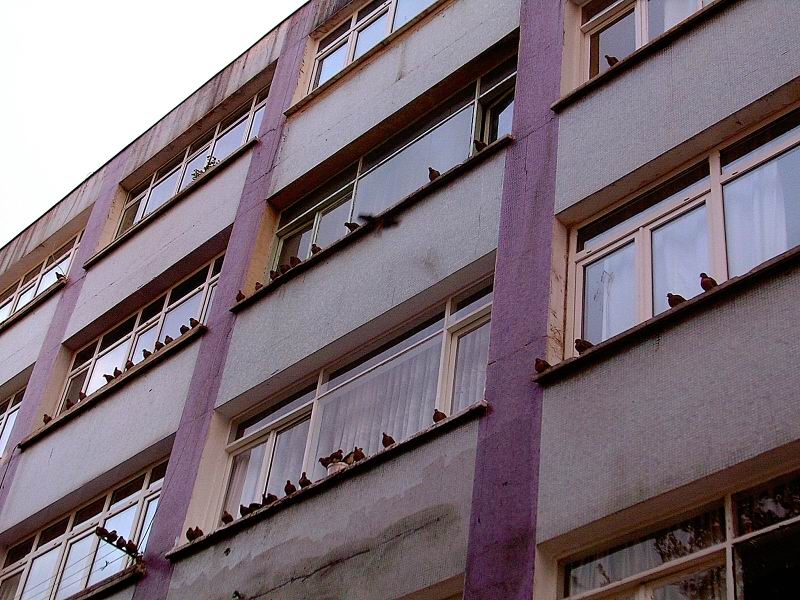 Küçük Kumru