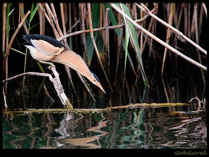 Little Bittern