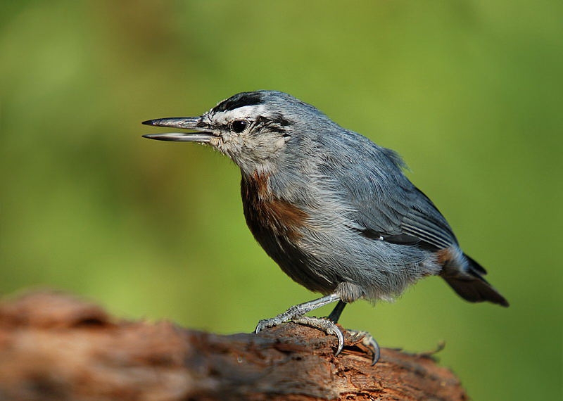 Krüper`s Nuthatch