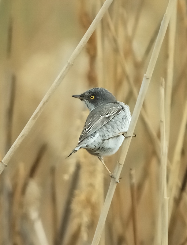 Barred Warbler