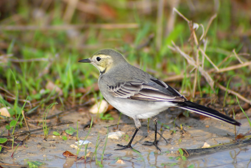 White Wagtail