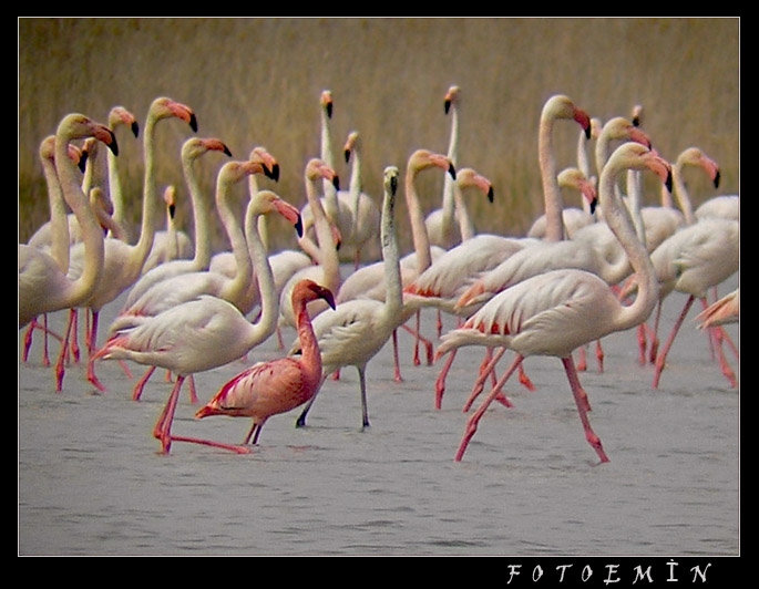 Lesser Flamingo
