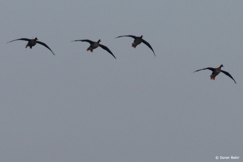 Lesser White-fronted Goose
