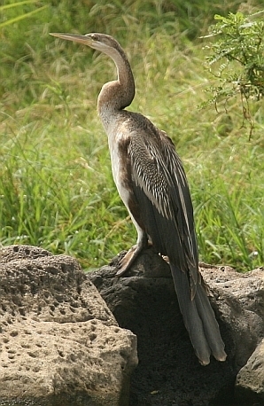 Yılanboyun