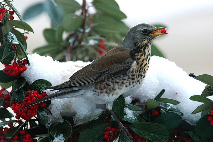 Tarla Ardıcı