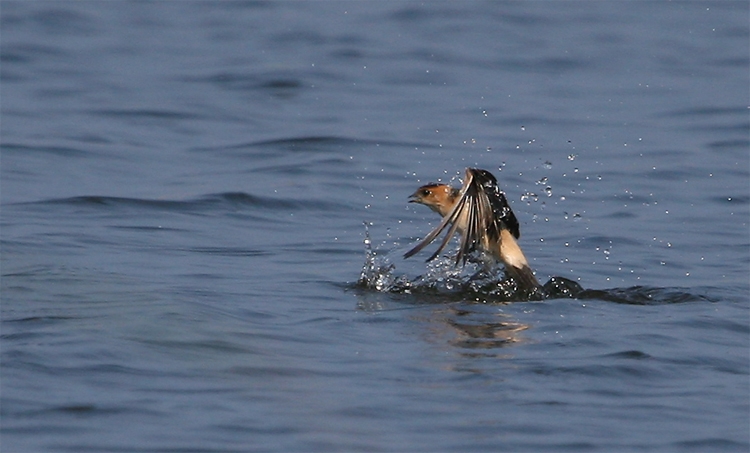 European Red-rumped Swallow
