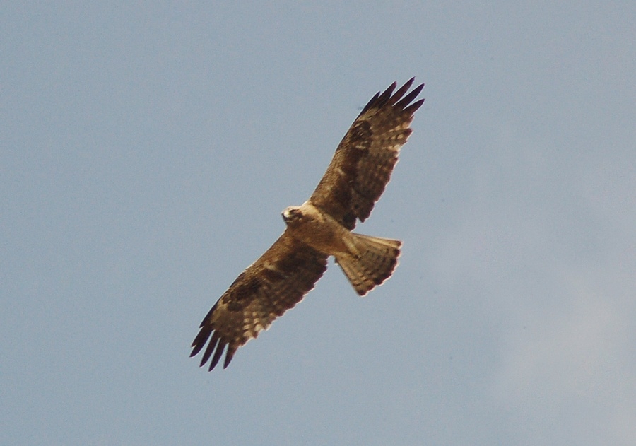 Küçük Kartal