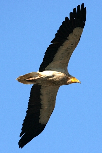 Küçük Akbaba