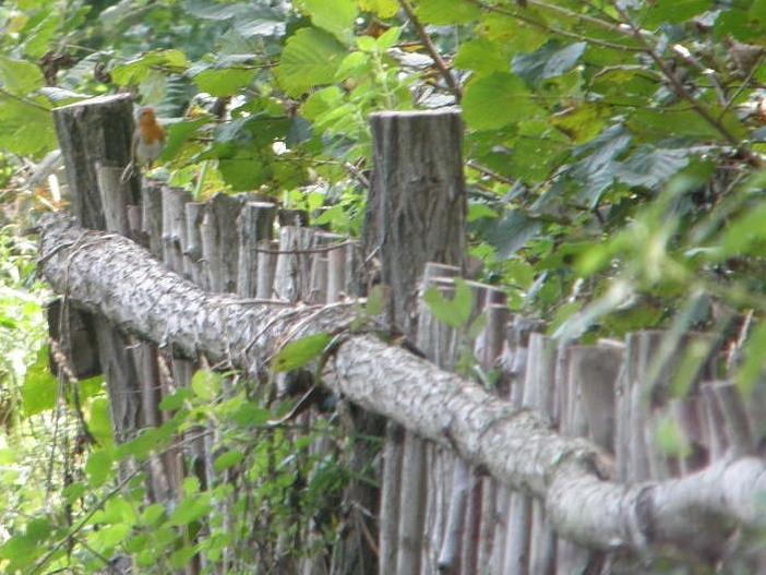 European Robin