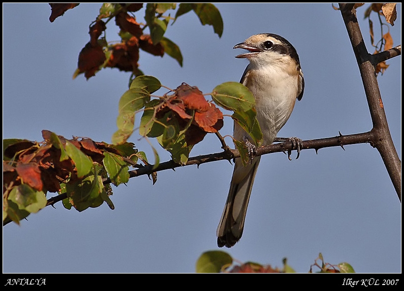 Masked Shrike