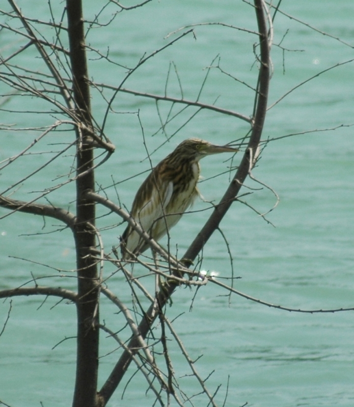 Squacco Heron