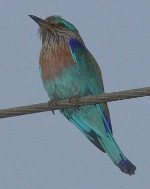 Indian Roller