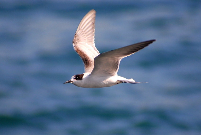Küçük Sumru