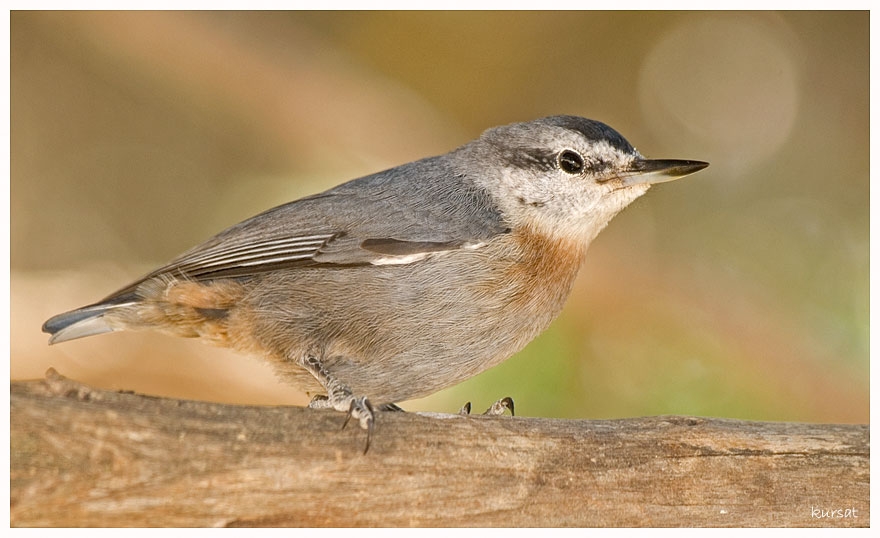 Krüper`s Nuthatch