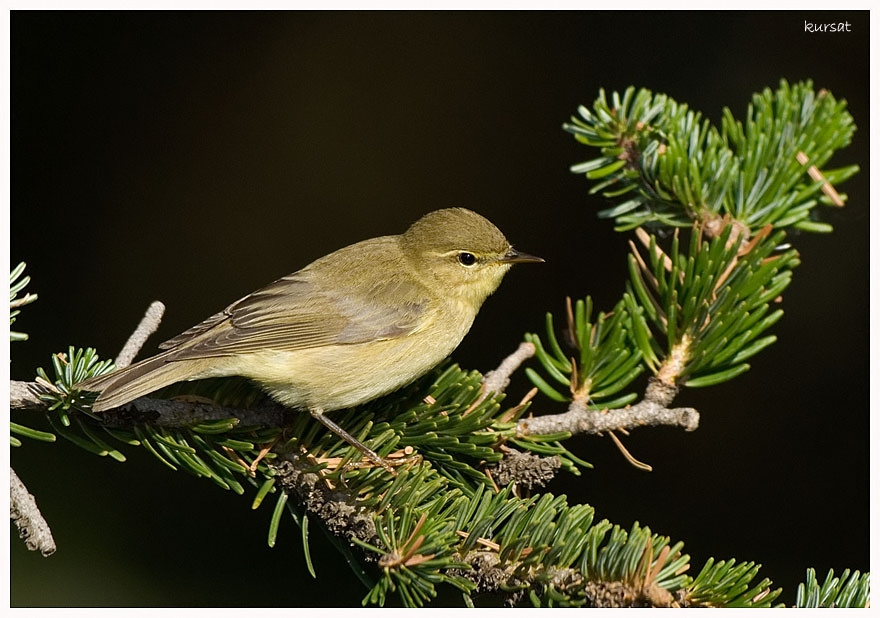 Willow Warbler