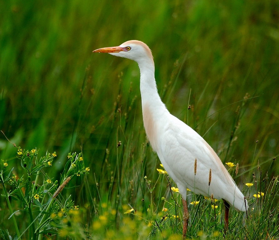 Sığır Balıkçılı