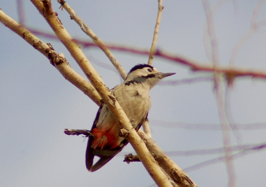 Syrian Woodpecker