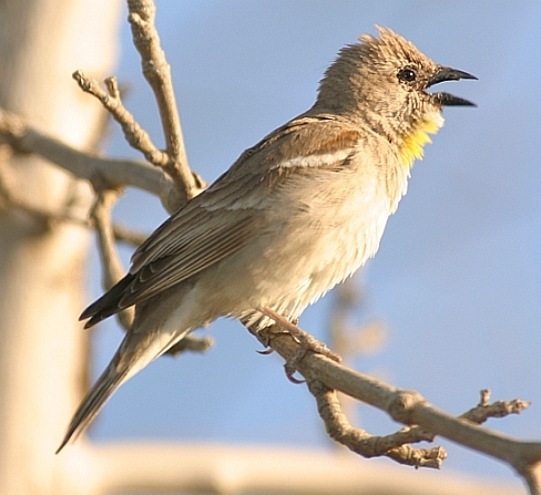 Yellow-throated Sparrow