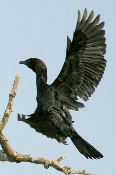 Küçük Karabatak