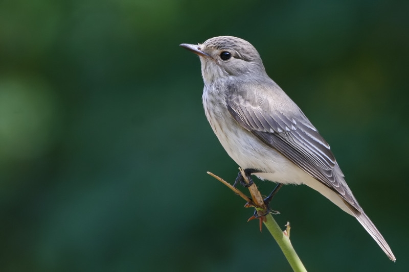 Spotted Flycatcher