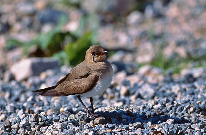 Black-winged Pratincole