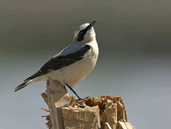 Northern Wheatear