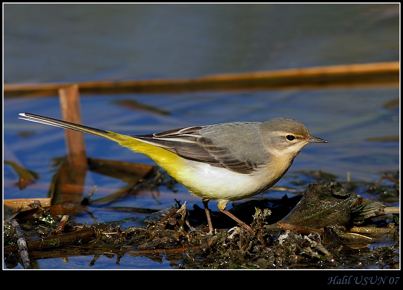 Grey Wagtail