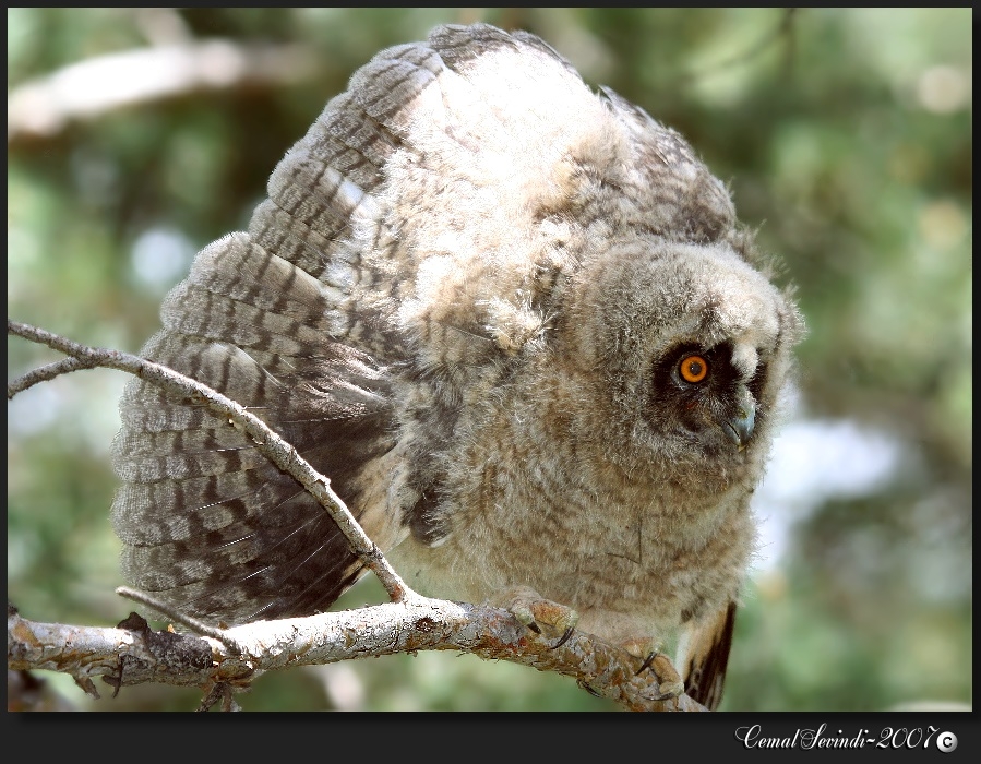 Long-eared Owl