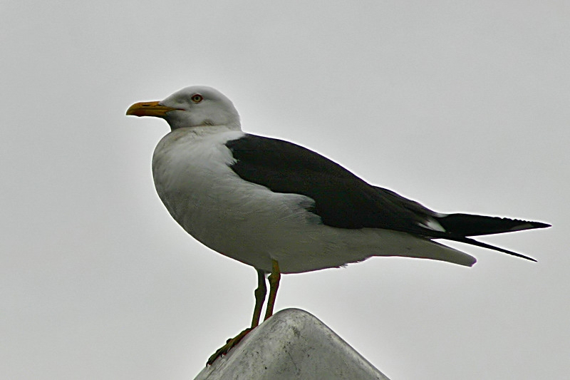 Lesser Black-backed Gull