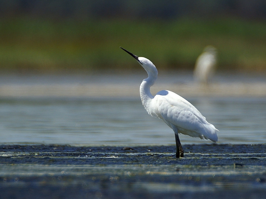 Küçük Ak Balıkçıl
