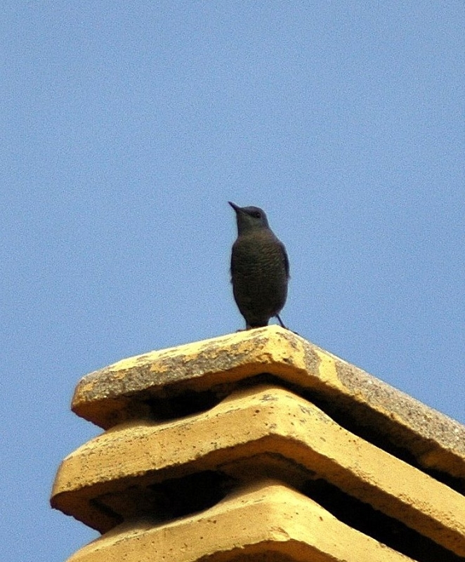 Gökardıç