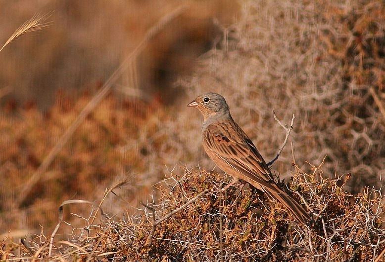 Kızıl Kirazkuşu