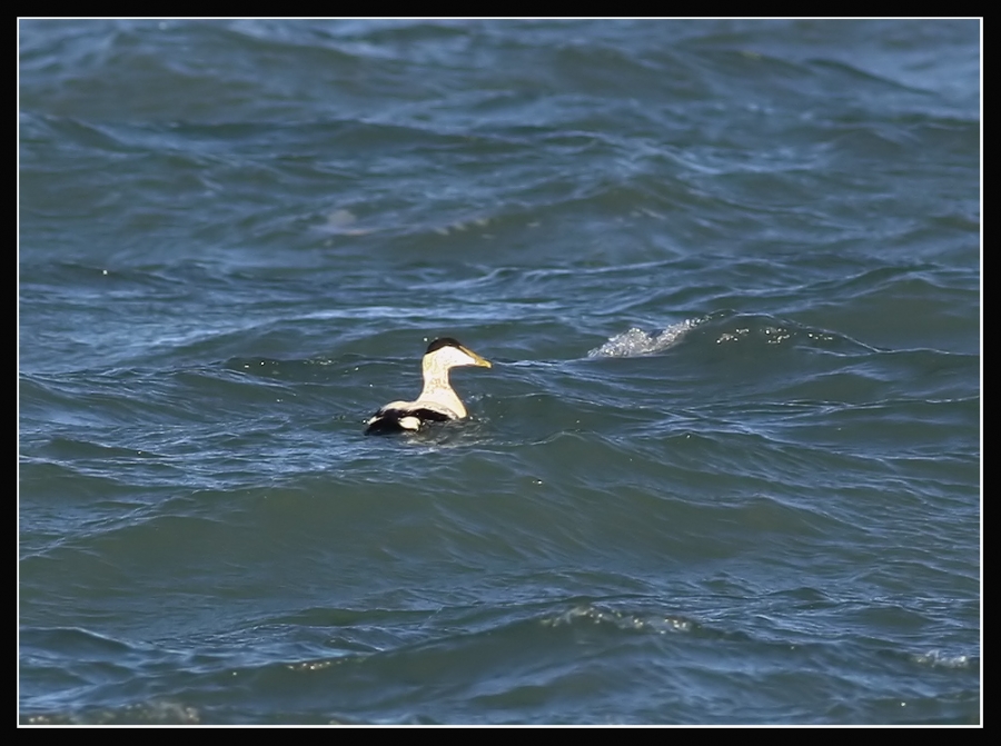 Common Eider