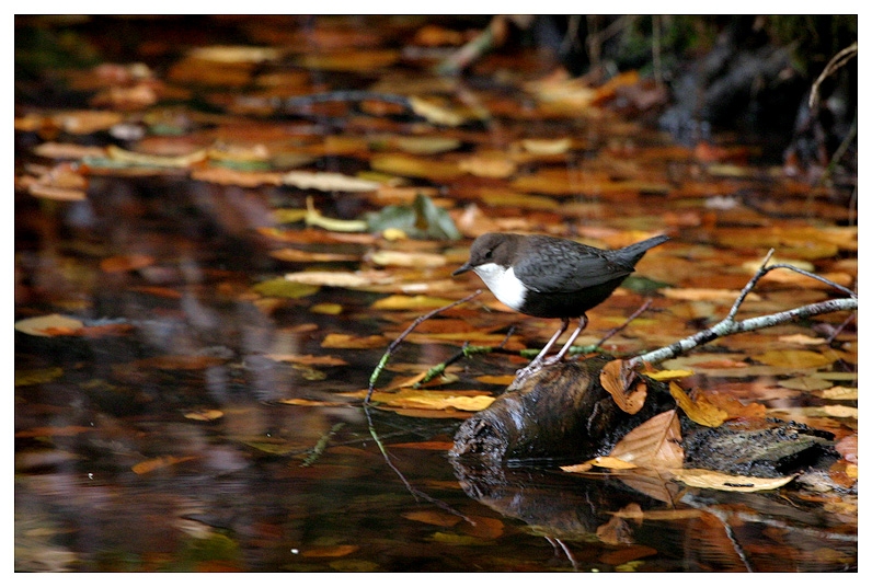 White-throated Dipper