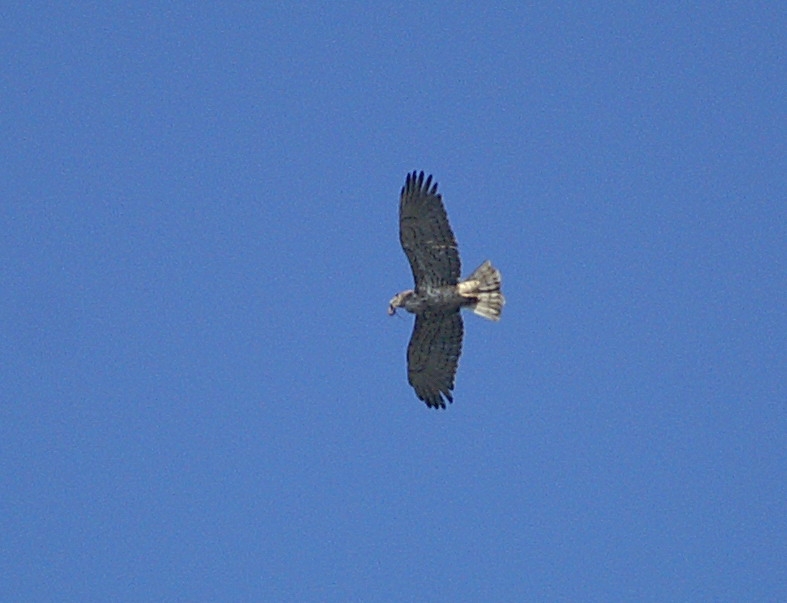 Yılan Kartalı
