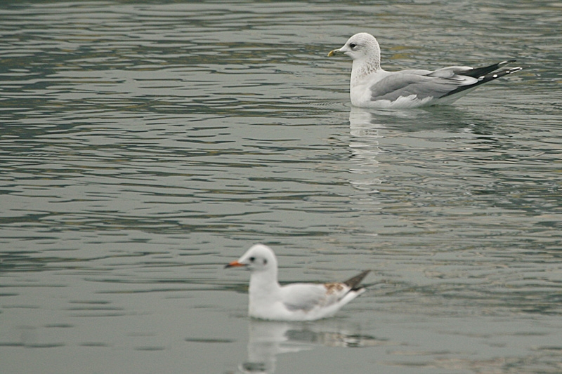 Common Gull