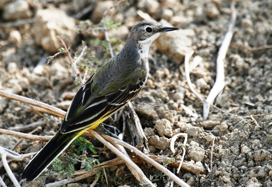 Western Yellow Wagtail