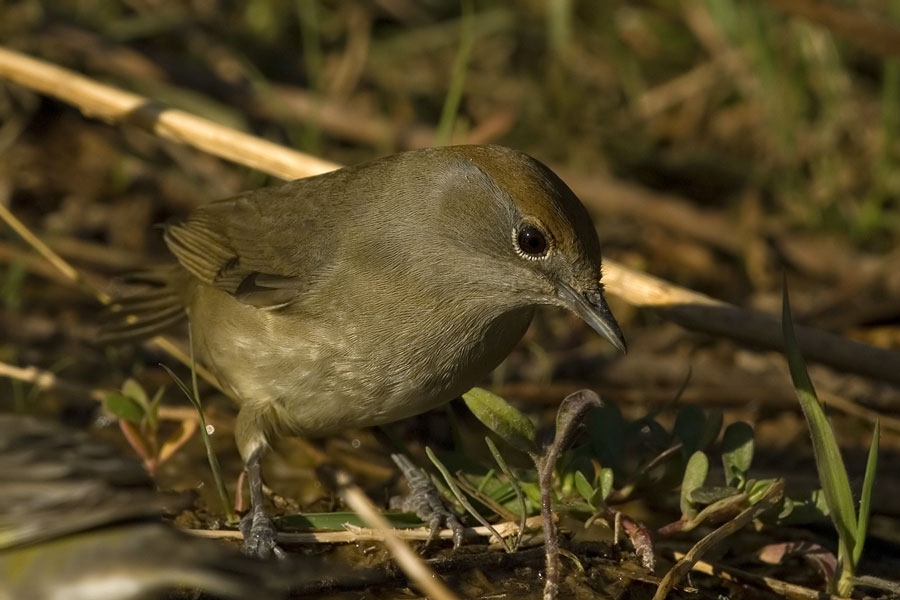 Eurasian Blackcap