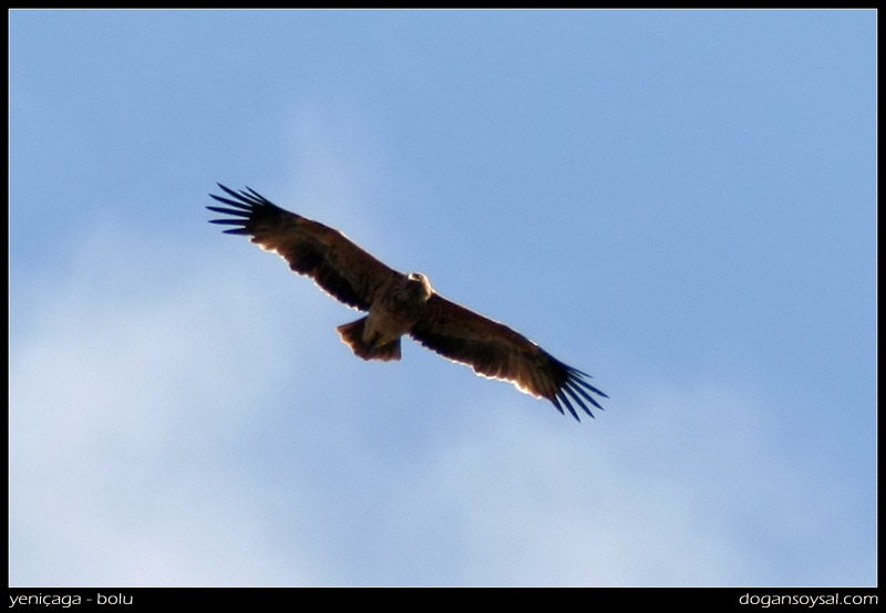 Eastern Imperial Eagle