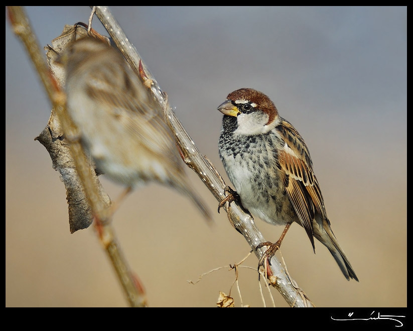 Spanish Sparrow