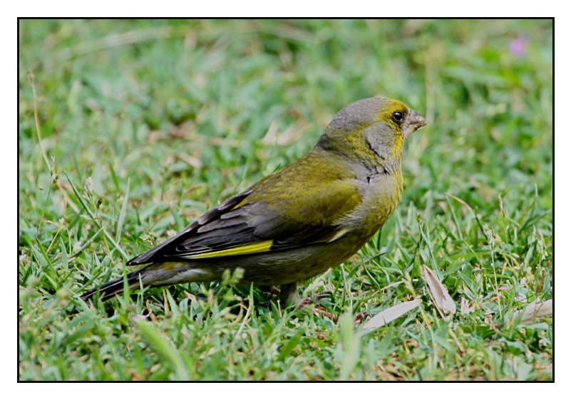 European Greenfinch