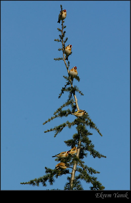 European Goldfinch