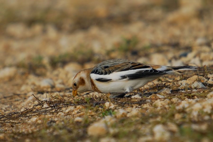 Snow Bunting