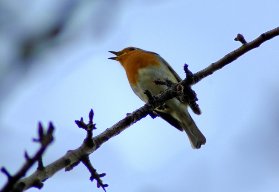 European Robin
