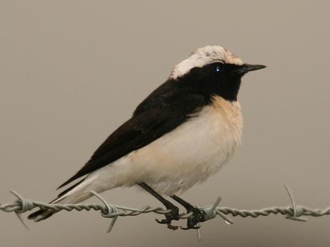 Alaca Kuyrukkakan