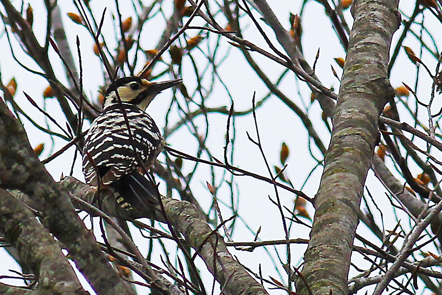 White-backed Woodpecker