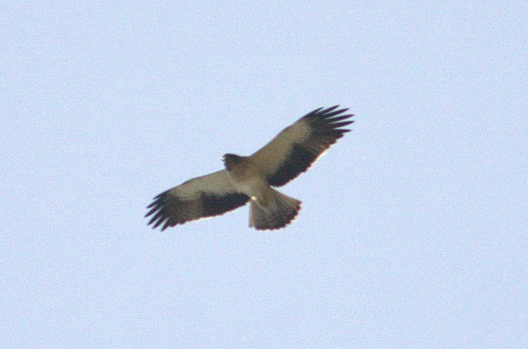Küçük Kartal