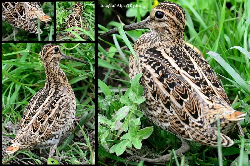 Great Snipe