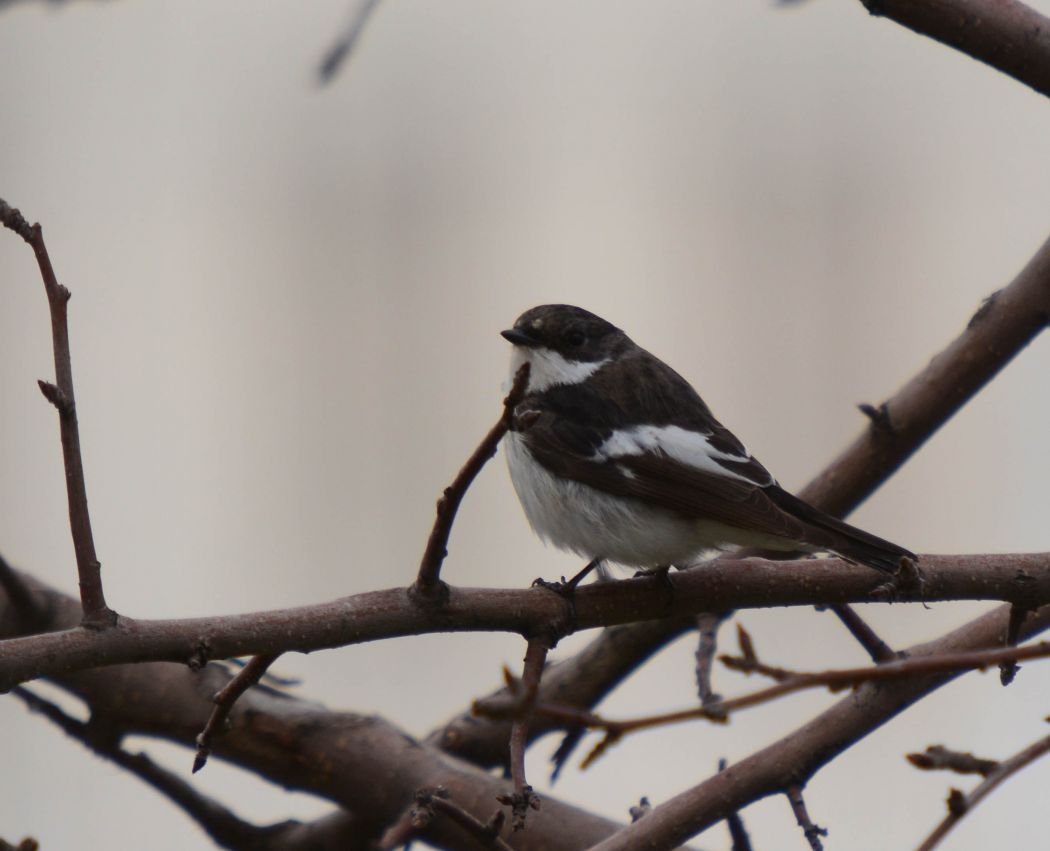 European Pied Flycatcher